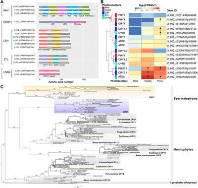 First Multi-Organ Full-Length Transcriptome of Tree Fern Alsophila spinulosa Highlights the Stress-Resistant and Light-Adapted Genes